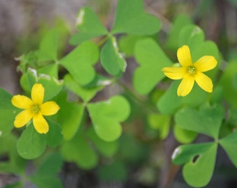 WILD & CLEAN! Oxalis Stricta *Yellow Wood Sorrel 2023 Fresh Seeds~ Unstratified~ Lemon Clover *Sourgrass *False Shamrock