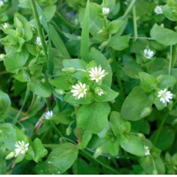 WILD & CLEAN Stellaria Media "Common Chickweed" FRESH 2023 Seeds~ Winter Annual Medicinal Herb *Edible Ground Cover