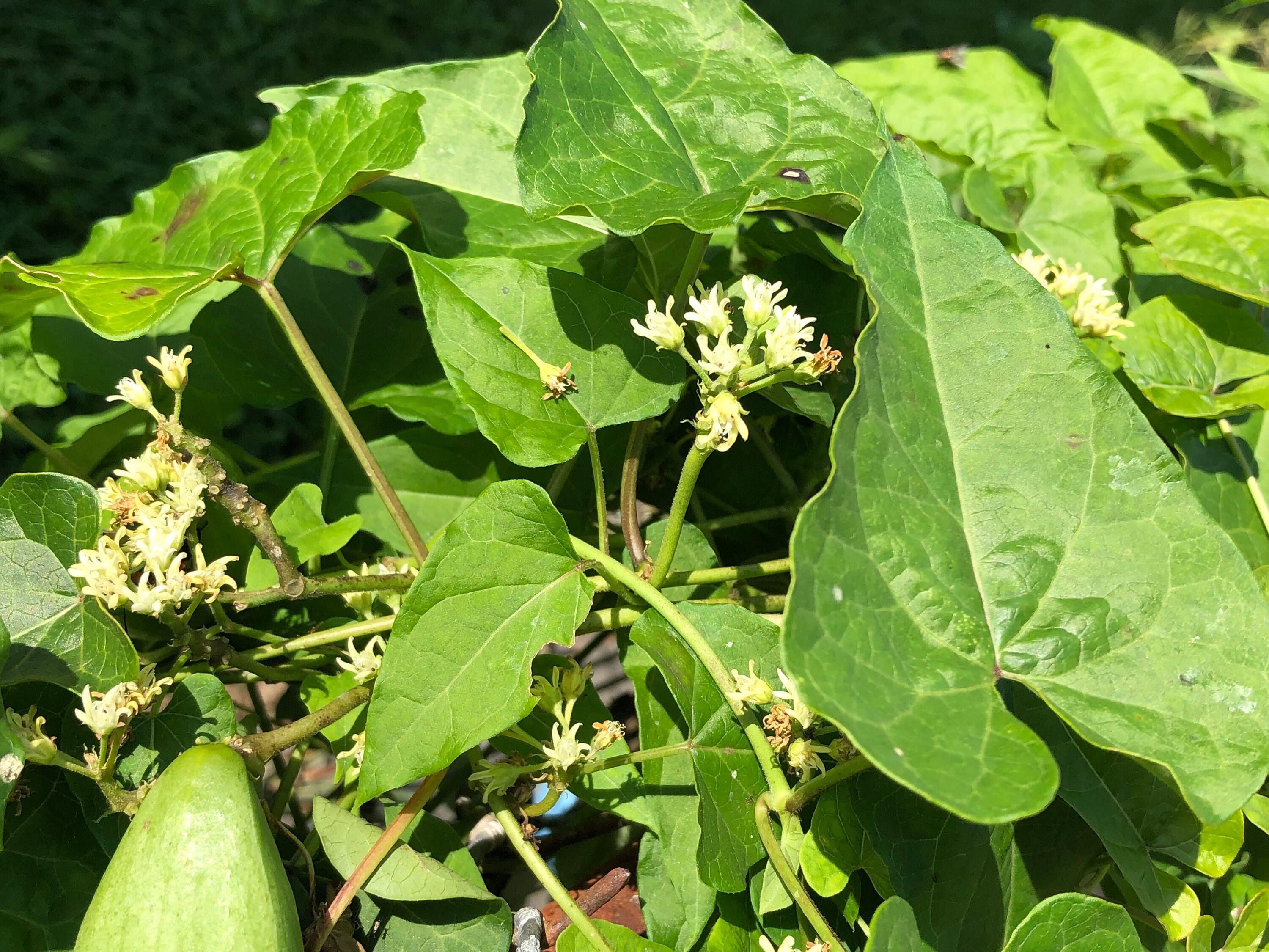 Wild Honeyvine Milkweed 25150 SEEDS Organic Fresh 2021 Etsy