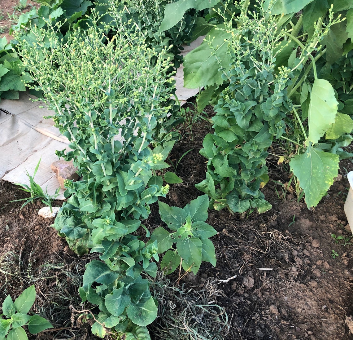 100 Organic Buttercrunch Leaf Lettuce Semihead Bibb Heirloom Etsy