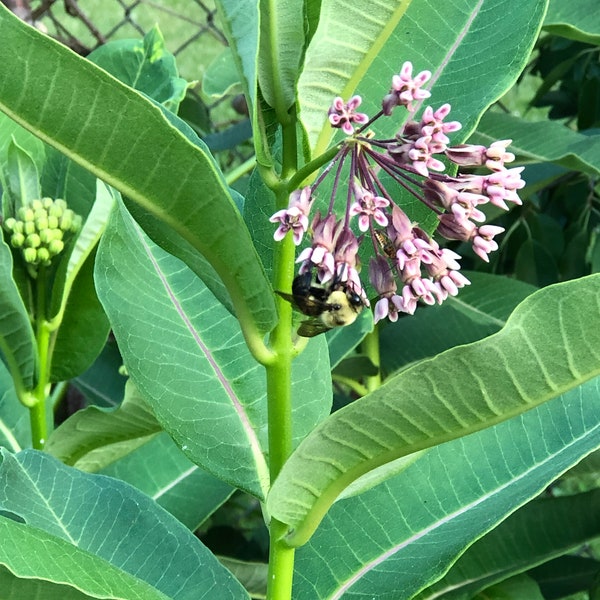 2023 Graines d’asclépiade commune biologique ~ Asclepias Syrieca ~ Stratifiée ~ *Pollinisateurs *Plante hôte de la chenille monarque