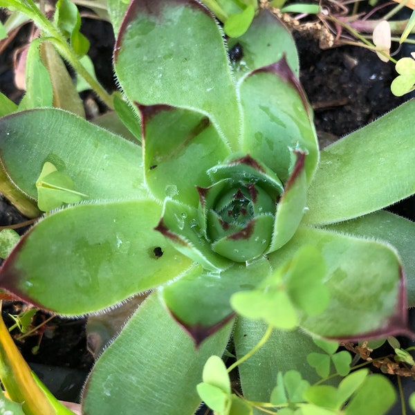 LIVE Rooted Chicks x 3~ Bareroot~  Sempervivum Tectorum "Hens & Chicks"*Houseleek* Succulent Plant~ Medicinal *Cold Hardy Indoor/Outdoor