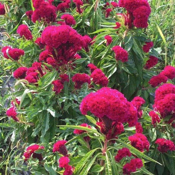 Organic Giant Celosia Cristata Crested Flower~ Fuchsia Amish Cockscomb~ 100 SEEDS~ NGMO Heirloom~ 2022