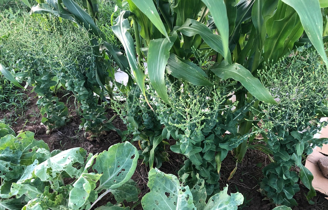 100 Organic Buttercrunch Leaf Lettuce Semihead Bibb Heirloom Etsy