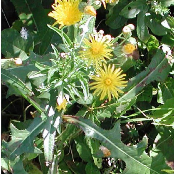 Wild Prickly Lettuce Lactuca Serriola Medicinal Edible Plant~ 75 to Bulk 1000 SEEDS~ Organic FRESH Seeds~ Compass Plant