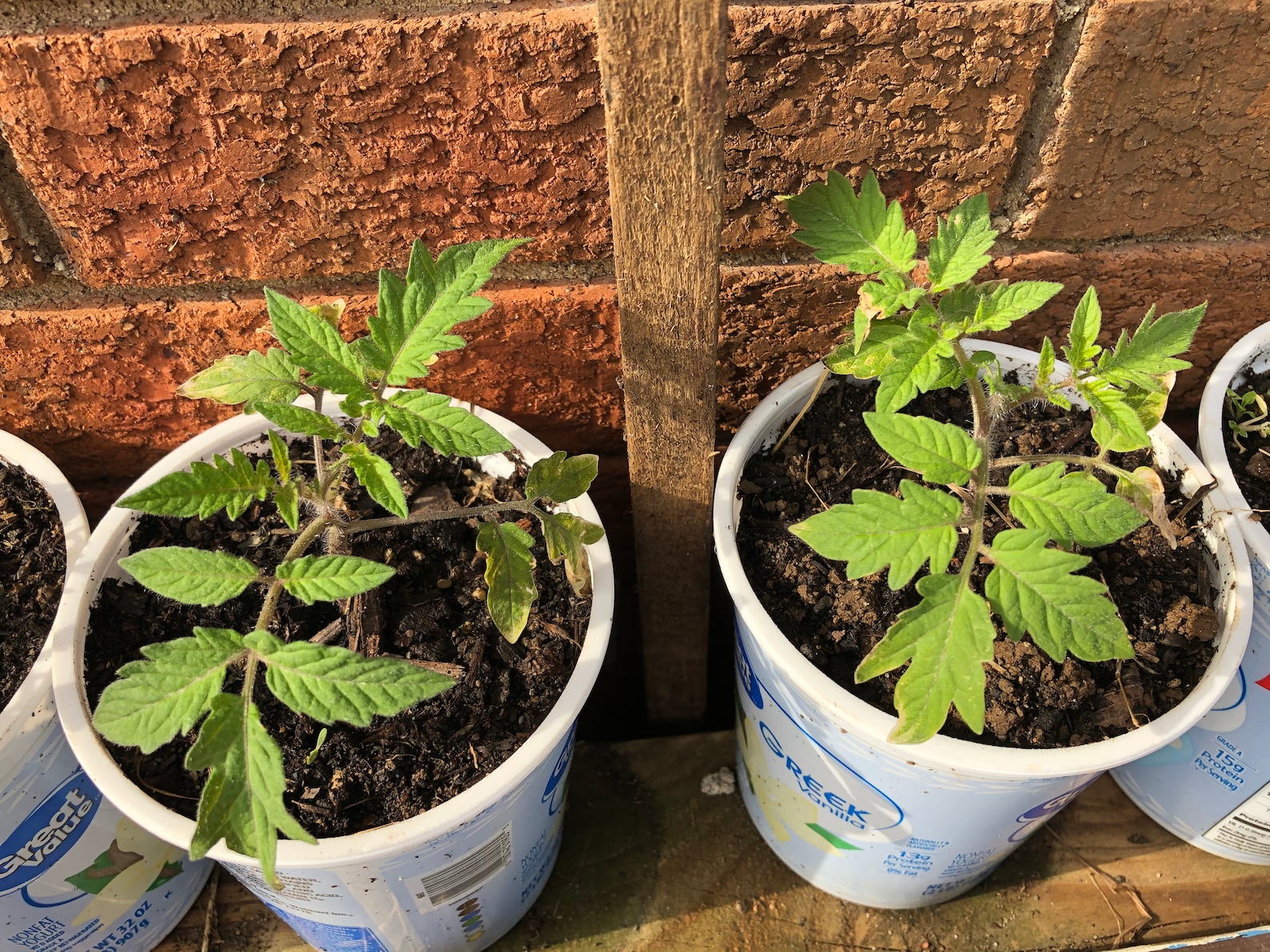 LIVE Young TOMATO PLANTS Seedlings Plugs x 4 Classic Heirloom Etsy