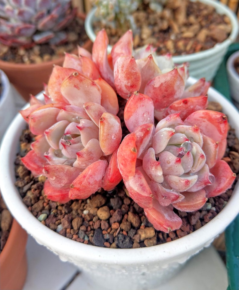 PREMIUM Succulent and Cacti Soil Mix Mineral Substrates for Etsy