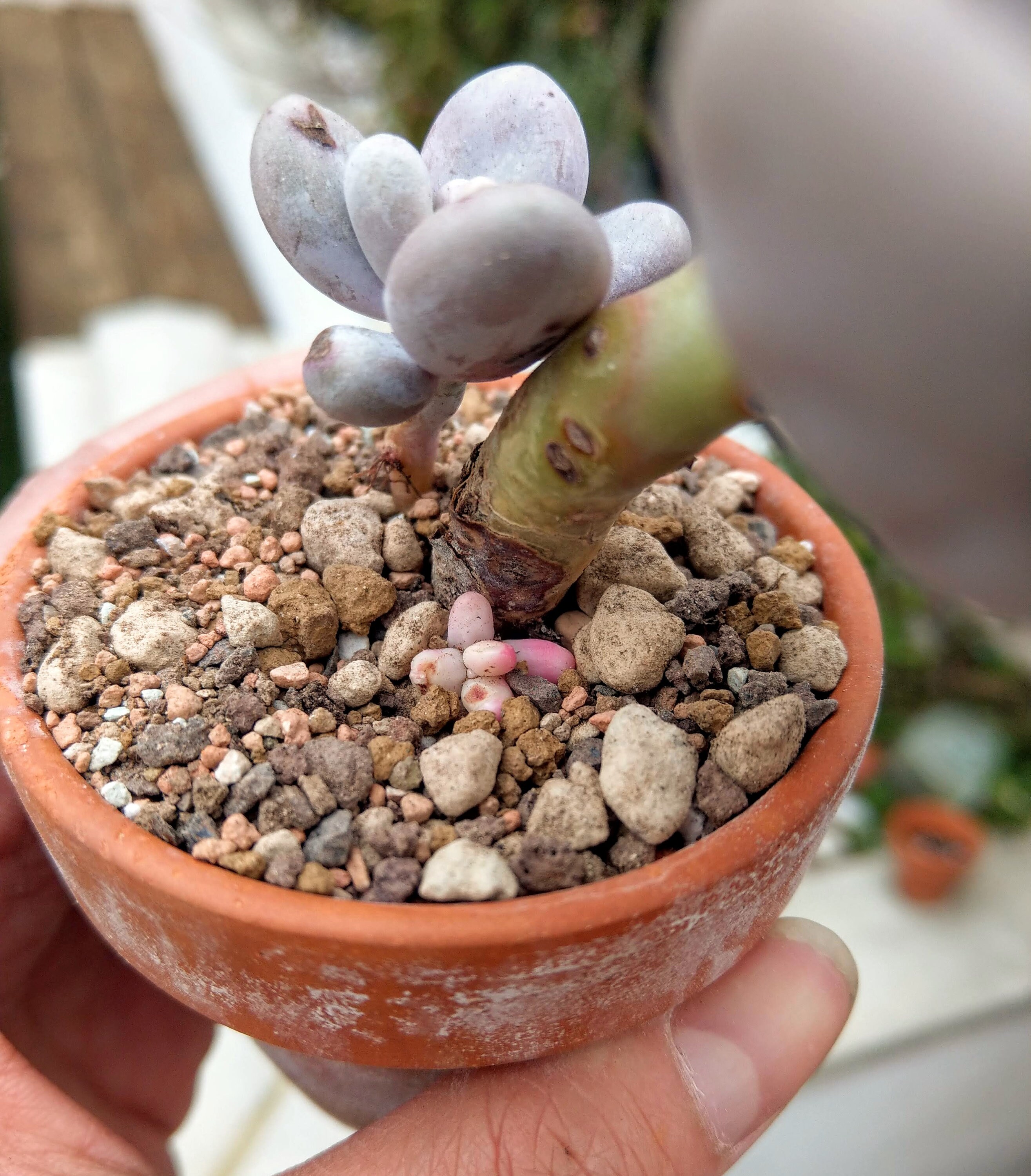 PREMIUM Succulent and Cacti Soil Mix Mineral Substrates for Etsy