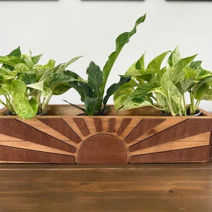 May include: A wooden planter box with a sunrise design, holding several green plants. The box is rectangular with a dark brown sunburst pattern on the front. The plants have vibrant green leaves.