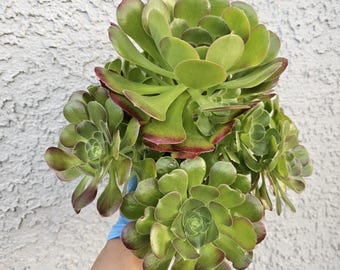 Aeonium Blushing Beauty cluster cutting, No root.