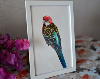 71 Gambar Sketsa Burung Kakak Tua Berwarna Gratis