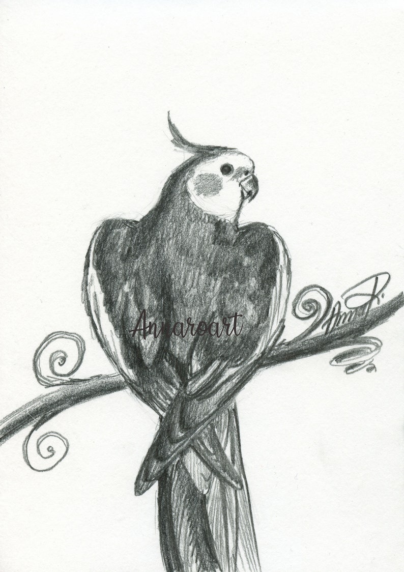 Cockatiel Sketch Original