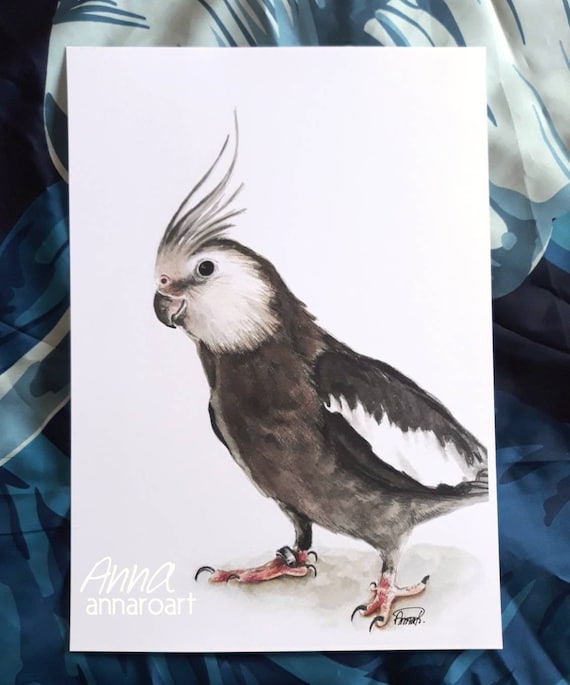 cockatiel parrot white