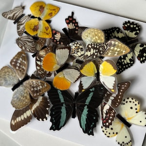 Real buttery magnets- assorted set of 3