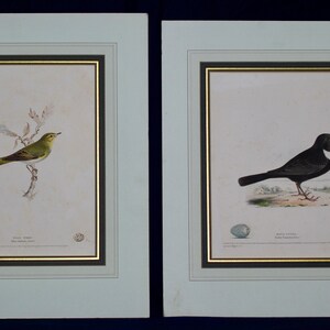 May include: Two framed bird illustrations. The left image shows a green and yellow bird perched on a branch. The right image shows a black bird with a white breast standing on the ground. Both images include a small egg.