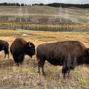 Majestic Bison Trio – Yellowstone Wildlife Photography-afdruk