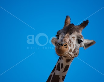 Giraffe Canvas Wall Art | Photo reflects the beauty of a Giraffe Smiling | smiiiley by Bill II | boaeGallery.com ©