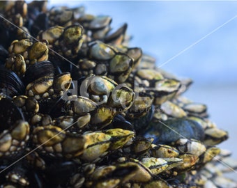 Mussels Below Pier Canvas Wall Art | Photo reflects a ocean mussels in nature | muzzzelz by Bill II | boaeGallery.com ©