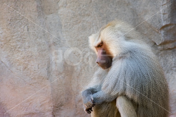 Praying Baboon Monkey Canvas Wall Art Baboon Monkey Deep in Thought  preY~er por Bill II ©
