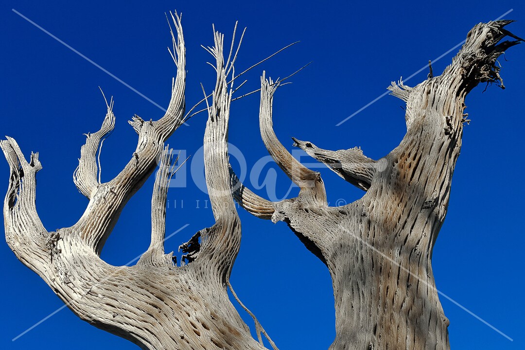 Desert Cactus Skeleton Canvas Wall Art Photo Reflects Skeleton Cactus
