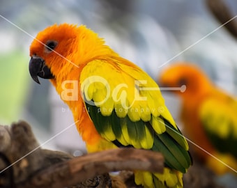 Sun Birds Canvas Wall Art | Photo reflects the beauty of a Colorful Birds | sunbird by Bill II | boaeGallery.com ©