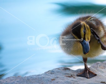 Baby Duckling Canvas Wall Art | Innocents of a Baby Duck while Relaxing | bandit by Bill II | boaeGallery.com ©