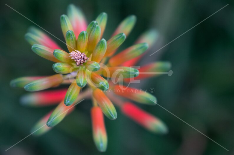 Desert Flower Close Up Canvas Wall Art Very Colorful Close up of a Cactus Flower flingers by Bill II boaeGallery.com © image 1