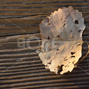 Abstract Old Leaf on Wood Bench Canvas Wall Art Aged Leaf Placed on Wooden Bench woodNleaf by Bill II boaeGallery.com © image 1