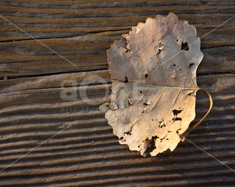 Abstract Old Leaf on Wood Bench Canvas Wall Art | Aged Leaf Placed on Wooden Bench | woodNleaf by Bill II | boaeGallery.com ©