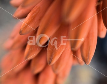 Desert Cactus Fruit Canvas Wall Art | Desert Cactus with Plentiful Fruit | bunchy by Bill II | boaeGallery.com ©