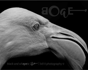 black and whEYEte 2024 Wall Calendar by Bill II | boaeGallery.com © | a collection of my black and white photos | 2024 Wall Calendar