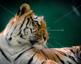 Tiger Canvas Wall Art | Photo reflects a Tiger at Peace Resting in the Sunlight | peACE by Bill II | boaeGallery.com ©