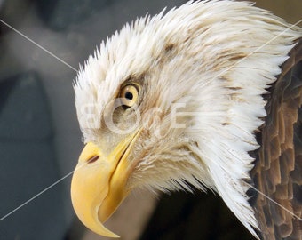 Bald Eagle Canvas Wall Art | Photo reflects the beauty of Patriotic Bald Eagle | eAgle by Bill II | boaeGallery.com ©