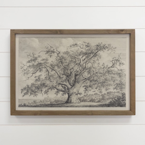 Large Old Elm Tree - Large Tree Sketch Canvas Art - Framed