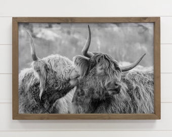 Highland Cows Kissing - Animal Photograph - Wood Framed Art