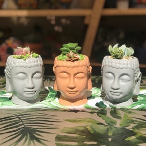 May include: Three gray and one brown ceramic Buddha head planters with succulents planted inside. The planters are sitting on a green and brown leafy surface.