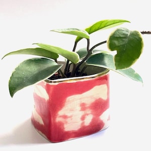 May include: A small, square ceramic planter with a red and white marbled design, holding a green plant with variegated leaves. The pot has a gold rim and is set against a white background. The plant's leaves have a creamy white edge.