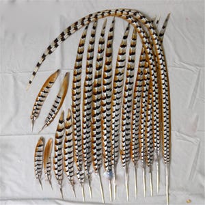 Natural Reeves Venery Pheasant Tail Feathers Millinery Fiscinator DIY Craft Stage Performance Hat Decoration