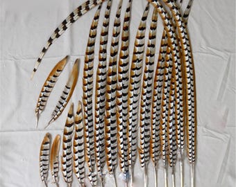 Natural Reeves Venery Pheasant Tail Feathers Millinery Fiscinator DIY Craft Stage Performance Hat Decoration