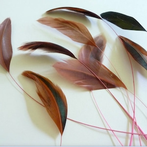 Puede incluir: Un manojo de plumas marrones y verdes con tallos rosados. Las plumas están dispuestas en forma de abanico.