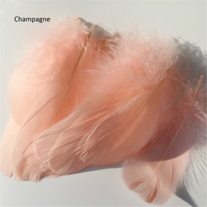 May include: Close-up of several champagne-colored feathers. The feathers have a soft, fluffy texture with a delicate appearance. The text "Champagne" is visible in the upper left corner. These feathers are likely used for crafting or decorative purposes.