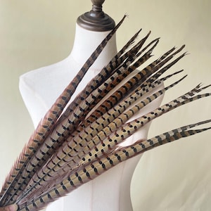 Natural Ringneck Pheasant Tail Feathers Millinery Fiscinator DIY Craft Stage Performance Hat Decor