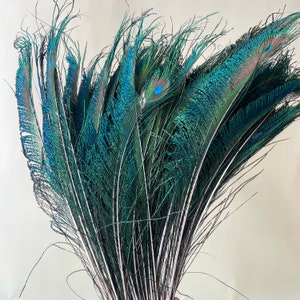 Pode incluir: Um molho de penas de pavão com cores iridescentes verde, azul e marrom. As penas estão dispostas em forma de leque, com as pontas das penas apontando para fora.