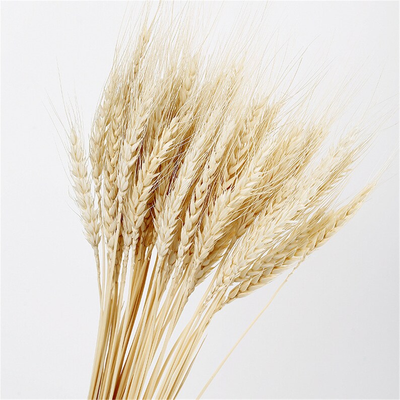 50PCS Wheat Stalks Dried Flower Natural Ear of Wheat Grain Etsy