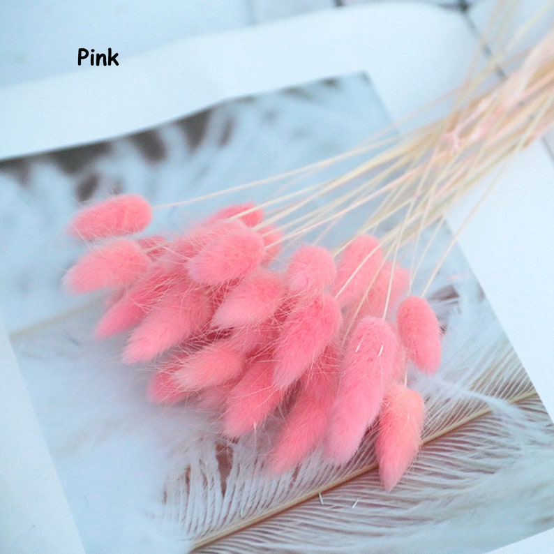 20PCS Lagurus Ovatus Rabbit Tail Dried Flowers Eternal Flower Etsy