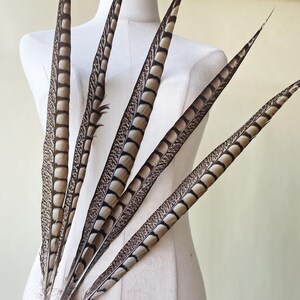 May include: A bunch of six brown and white pheasant feathers with a patterned design.