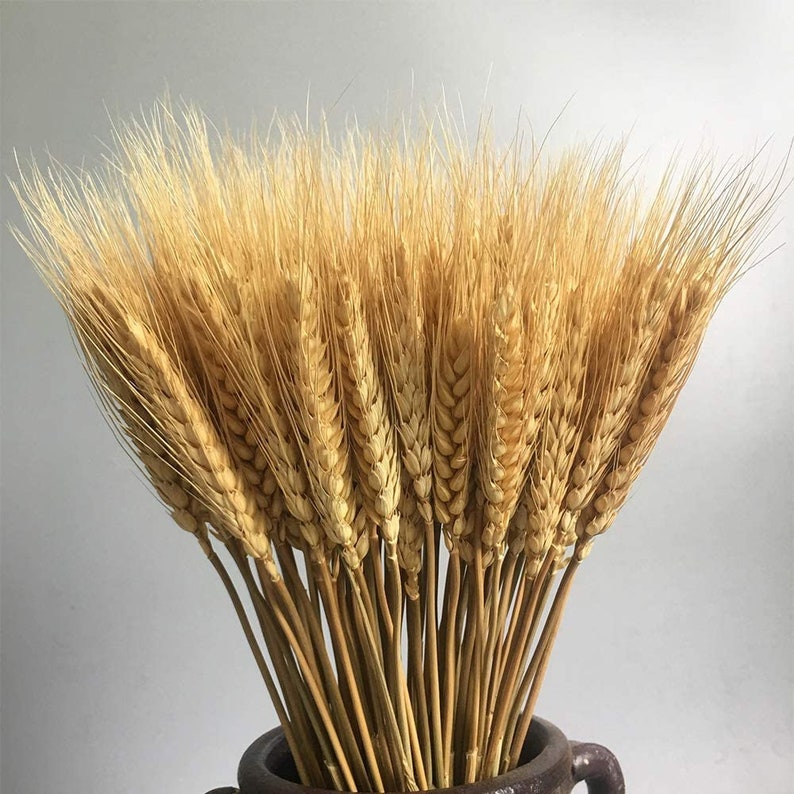 50PCS Wheat Stalks Dried Flower Natural Ear of Wheat Grain Etsy
