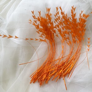May include: A bunch of orange feathers with a pointed tip, arranged in a fan shape on a white background.
