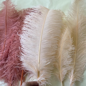 May include: Close-up of several ostrich feathers in shades of pink and cream. The feathers have a soft, fluffy texture and are arranged to showcase their delicate details. The feathers are likely used for decorative purposes.