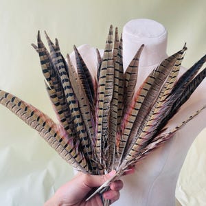 Pode incluir: Um feixe de penas de faisão em tons de castanho, bege e preto, com padrões e texturas intrincados. As penas são mantidas juntas na base, abrindo-se em leque para mostrar sua beleza natural. Um item decorativo.